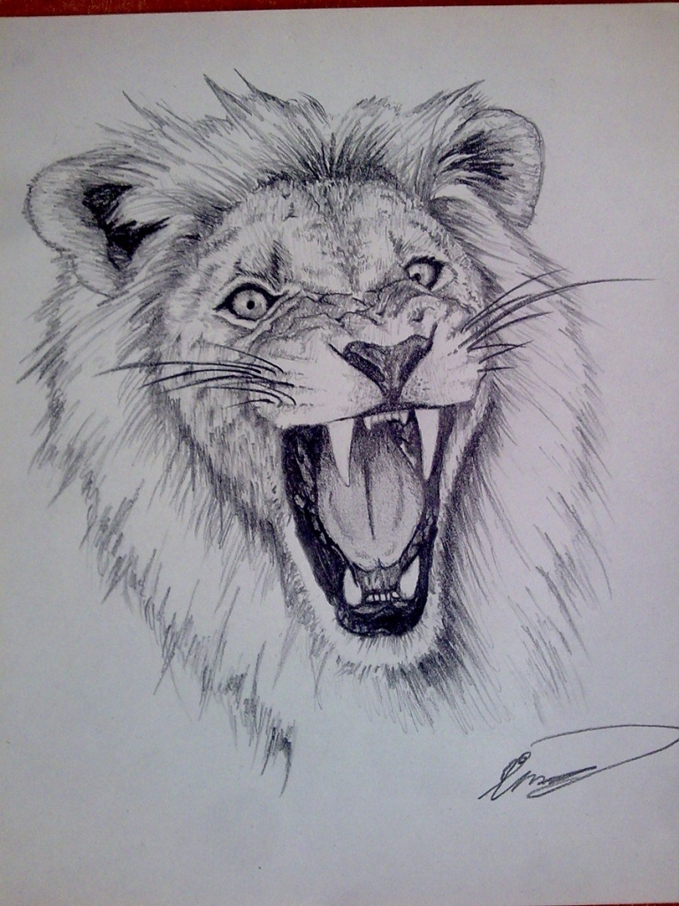 768x1024 Pencil Sketch Of Lion Head