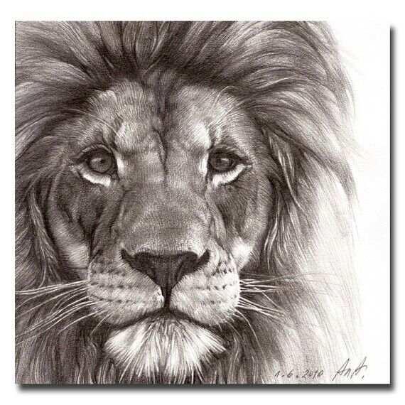 570x570 Drawings Lion 25 Unique Lion Drawing Ideas On Lion Art