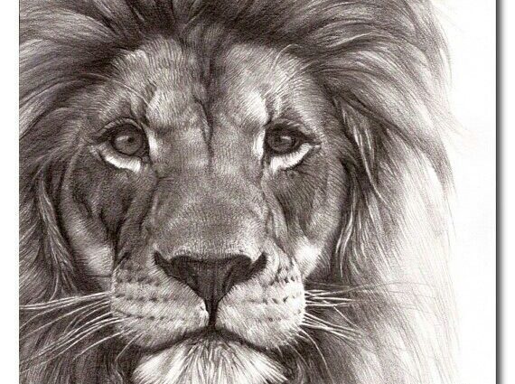 570x425 Drawings Lion 25 Unique Lion Drawing Ideas On Lion Art