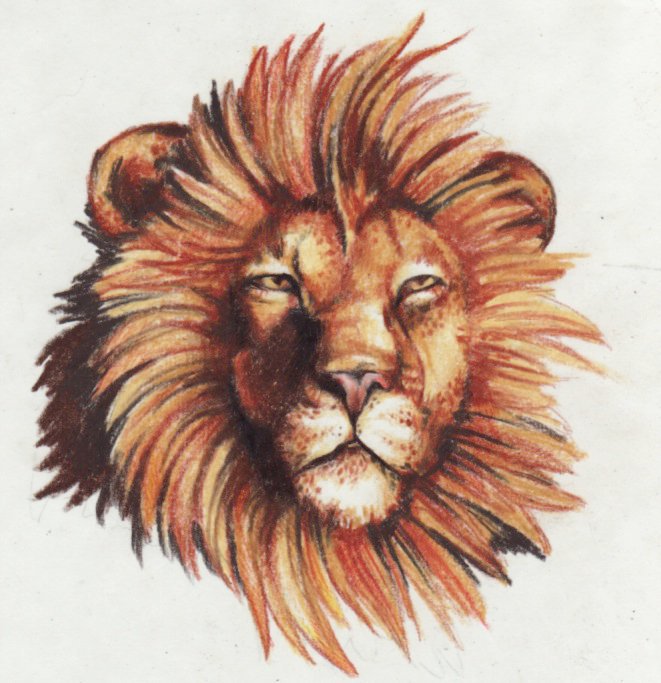 661x683 Lion Drawing By Kittencaboodles