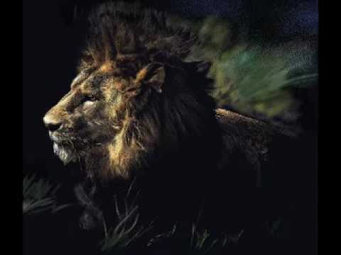 480x360 Lion Lamb Drawing