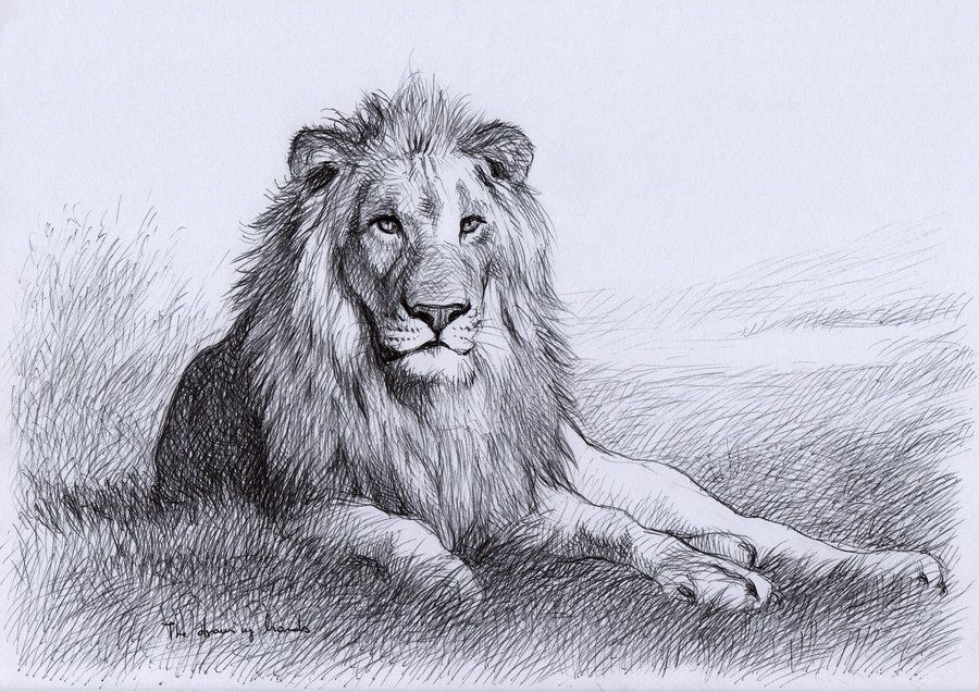 900x636 Resting Lion By ~thedrawinghands On Artistic