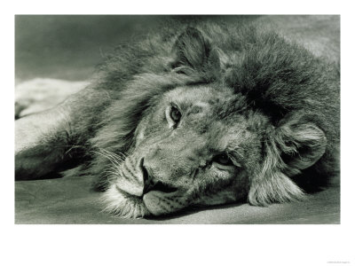 400x300 D822 Male Lion Lying Down Giclee Print