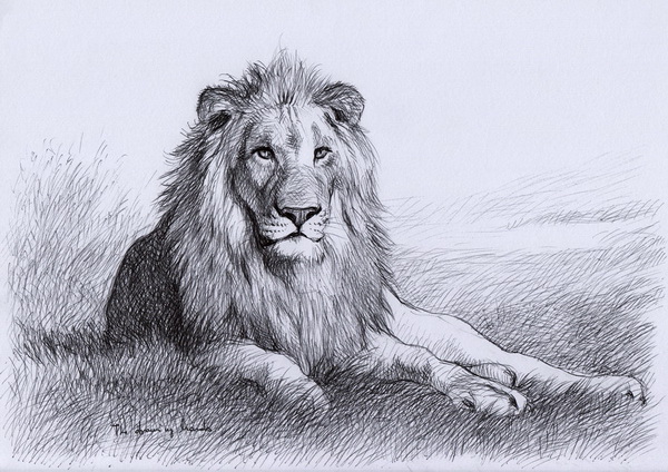 600x424 Cool Lion Drawings For Inspiration