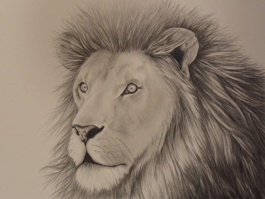 900x675 Lion Drawings, Pencil Drawings, Sketches Freecreatives