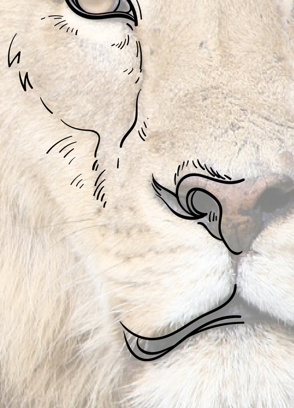 600x832 Draw The Cowardly Lion From The Wizard Of Oz In Adobe Illustrator