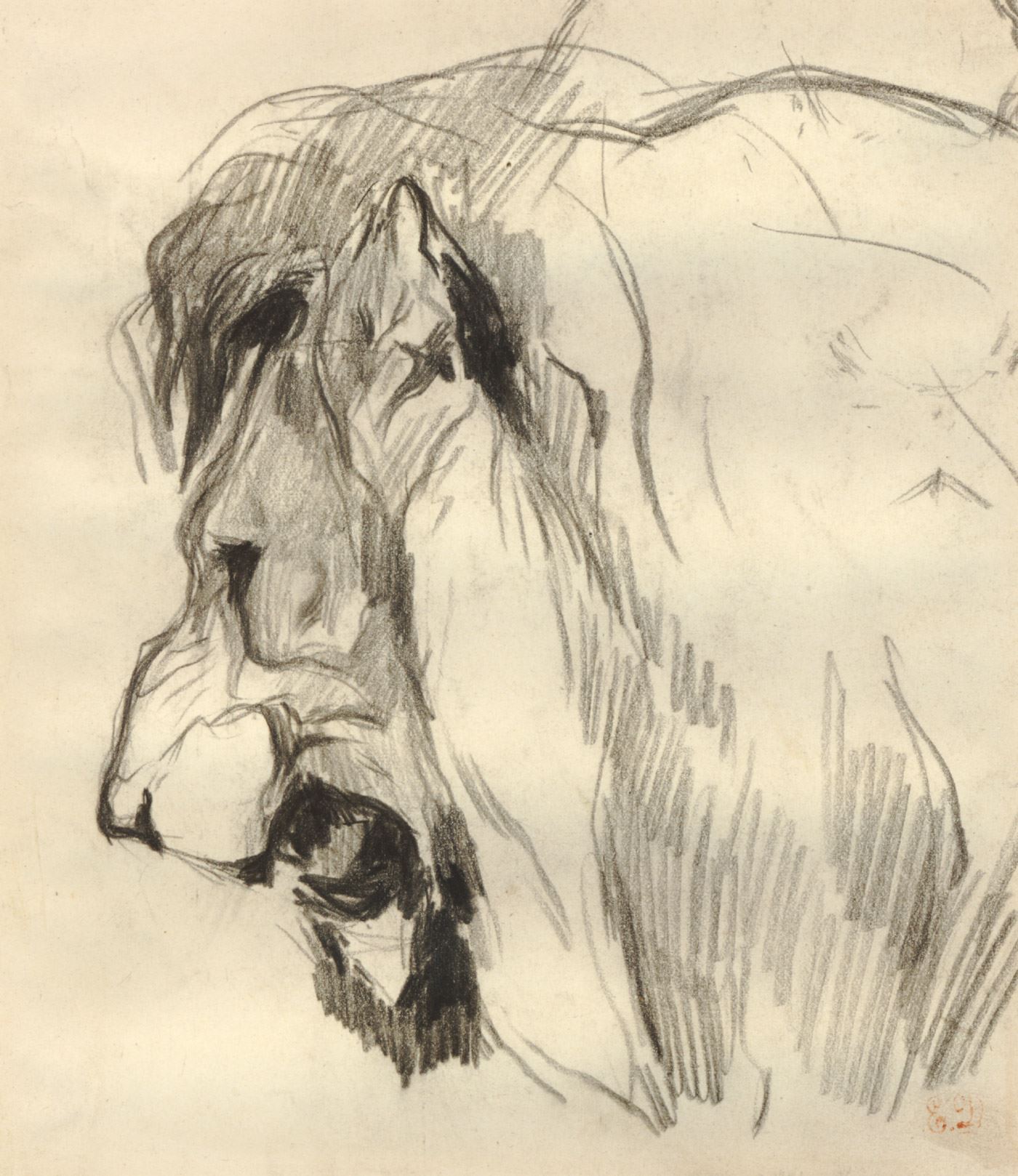 1400x1618 Head Of A Lion In Profile With Mouth Open. Graphite Drawing 1 400