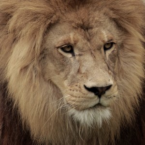 300x300 How To Draw A Lion Head