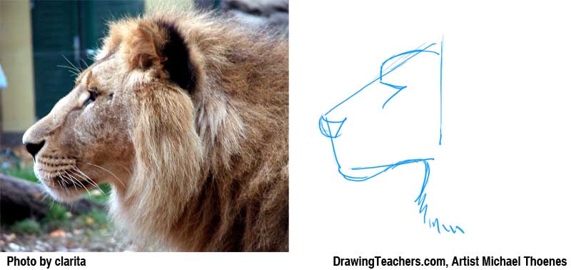 800x378 Lion Drawing