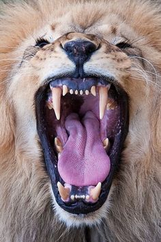 236x354 Untitled Lion Illustration, Lions And Illustrations