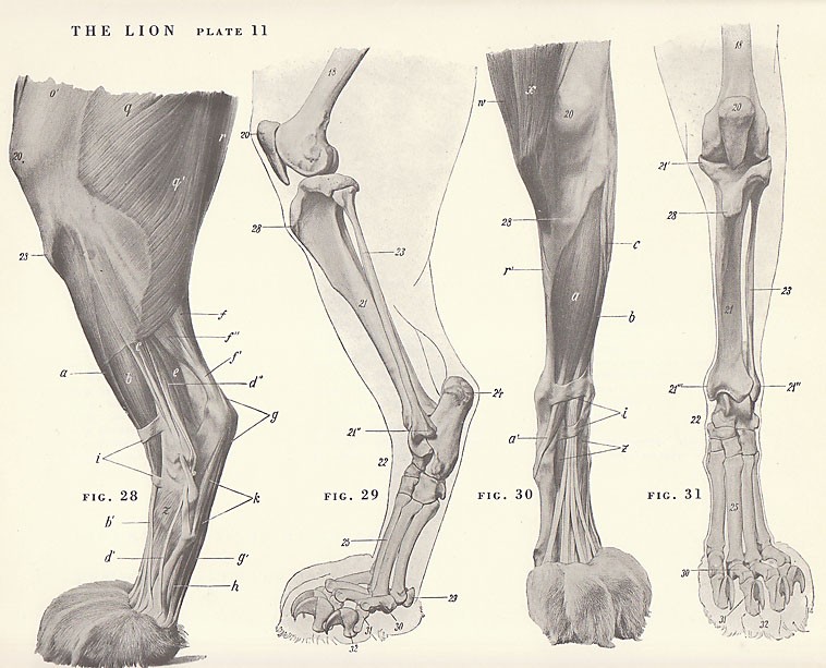 Lion Paw Drawing at GetDrawings | Free download