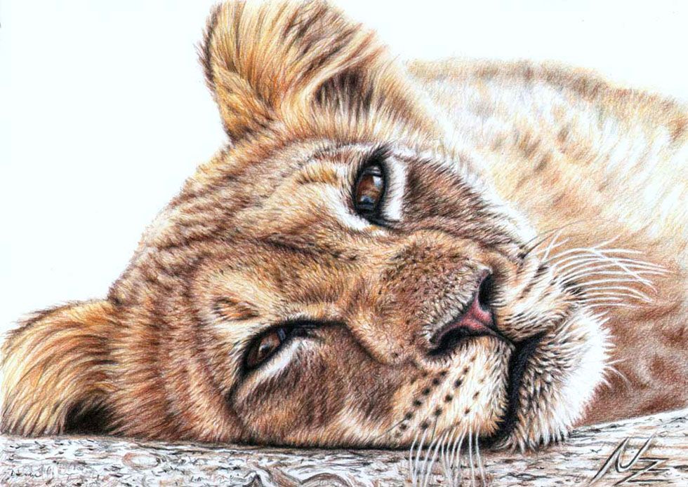 980x695 25 Beautiful And Realistic Animal Drawings Around The World