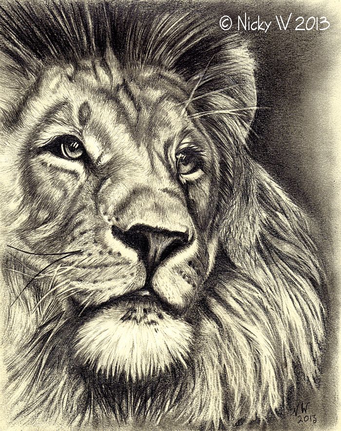 700x885 Graphite Pencil Sketch Of A Lion. Pencil Sketch