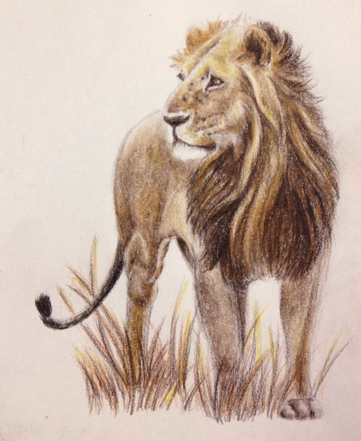 736x900 Lion Animal Drawing Colors Pencil Colored Pencils Pencil Art
