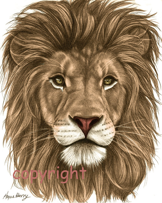 570x713 Lion Pencil Drawing Colored 8x10 Fine Art Print By Theberrypress