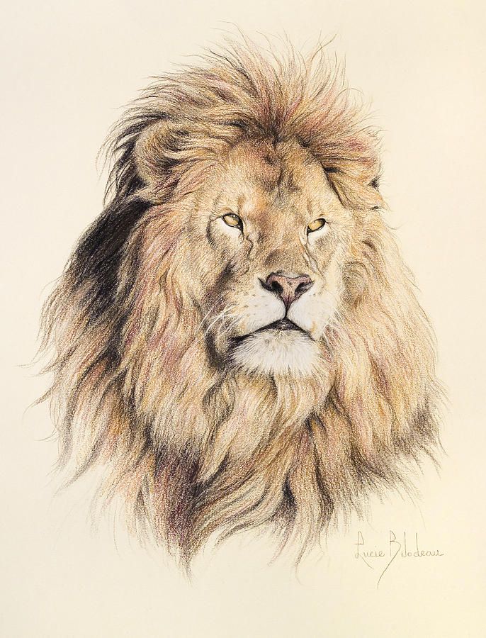 686x900 Mufasa Drawing By Lucie Bilodeau Animals Draw