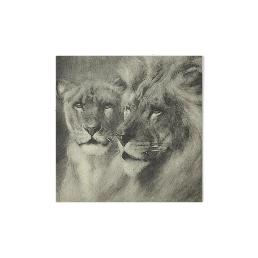 900x900 Amazing Vintage Lion Amp Lioness Portrait Drawing Art Boards By
