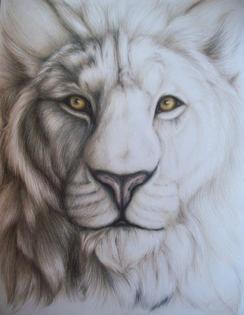 786x1016 Lion Portrait 2010 By Saltypuppy