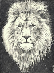222x300 Lion Portrait Drawings