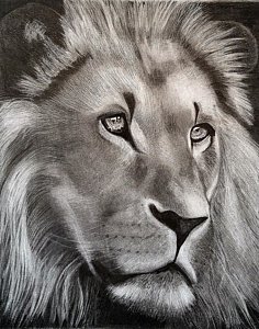 236x300 Lion Portrait Drawings
