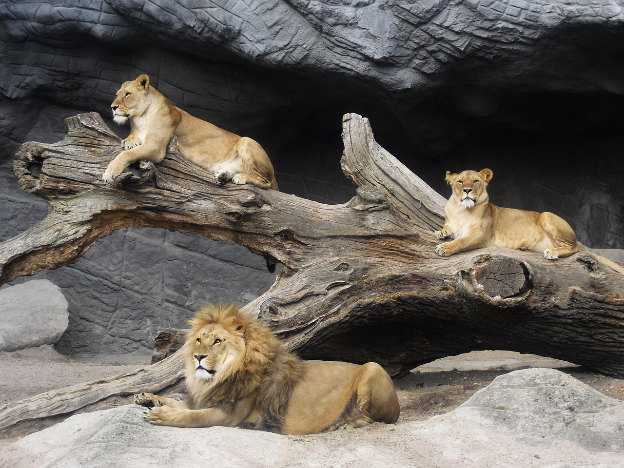 1280x960 Lion Pride 2 By Novamica