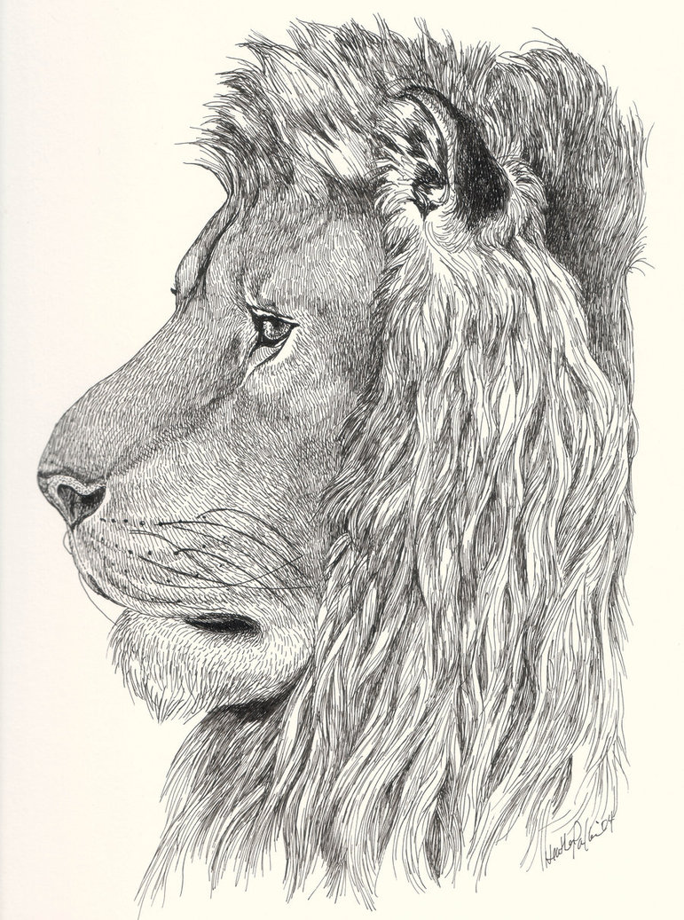 771x1037 Lion Profile By Mjibuwait