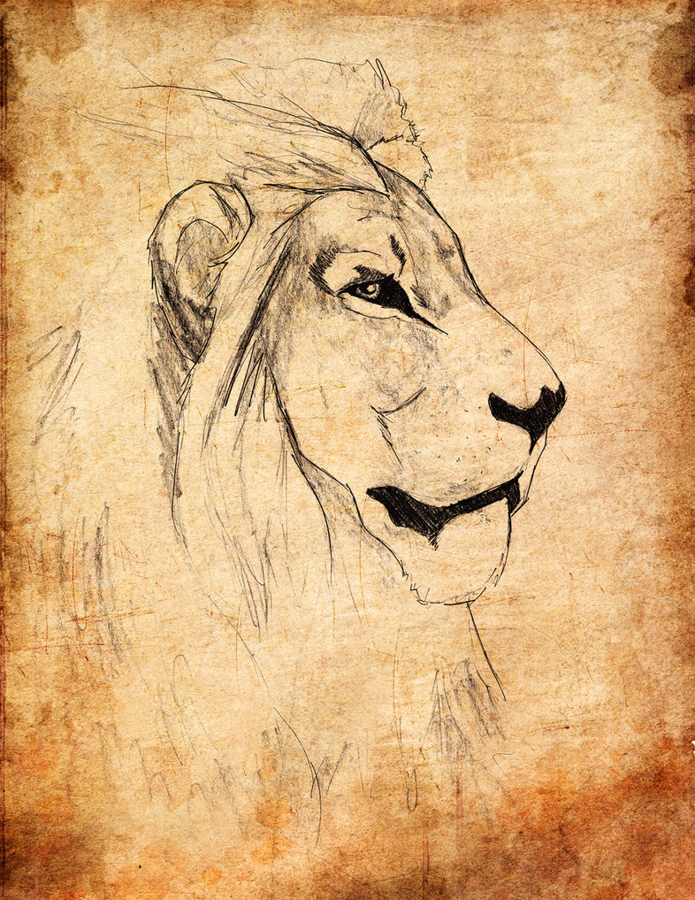 786x1017 Lion Side Profile Byenesstp