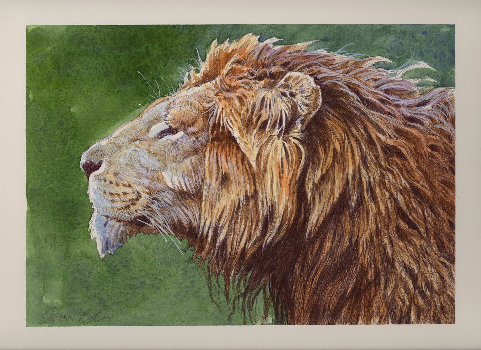 1600x1164 Male Lion Profile Bic Pen And Watercolor The Art Of Aaron Blaise