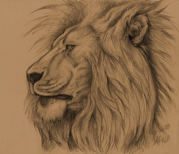 600x518 Lion Sketch By Albertoaprea