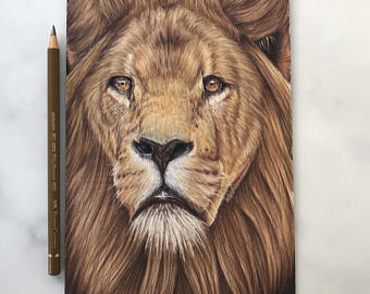 340x270 Lion Drawing Etsy