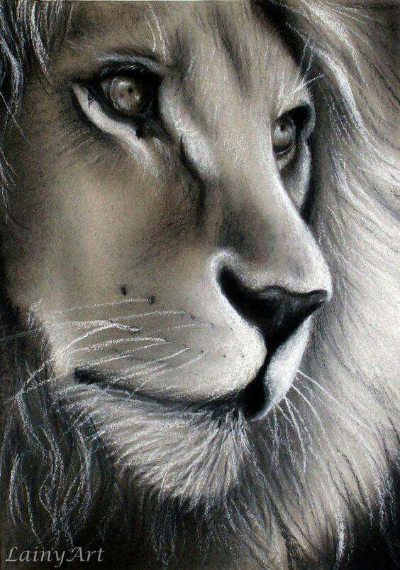 564x802 Pin By Nuray Gurler Bilican On Les Fauves, Lion, Tigre