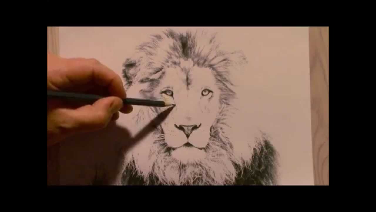 1280x720 Realistic Lion Drawing. How To Draw A Lion. Lion Drawing.