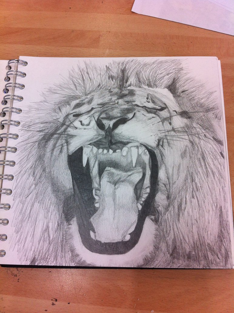 772x1034 Lion Roar Sketch By Connorhutchinson