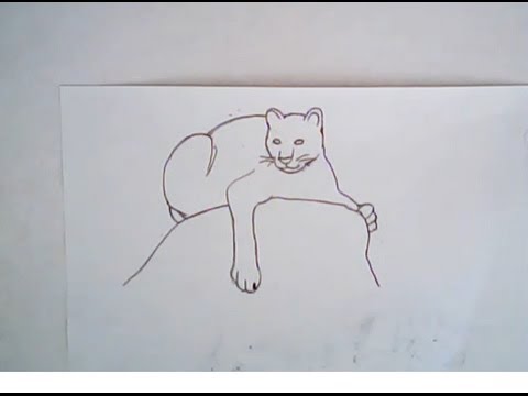 480x360 How To Draw A Mountain Lion (Simple Drawing)