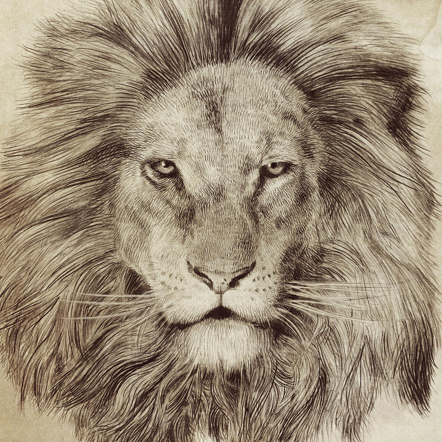 900x900 Lion Drawings Fine Art America