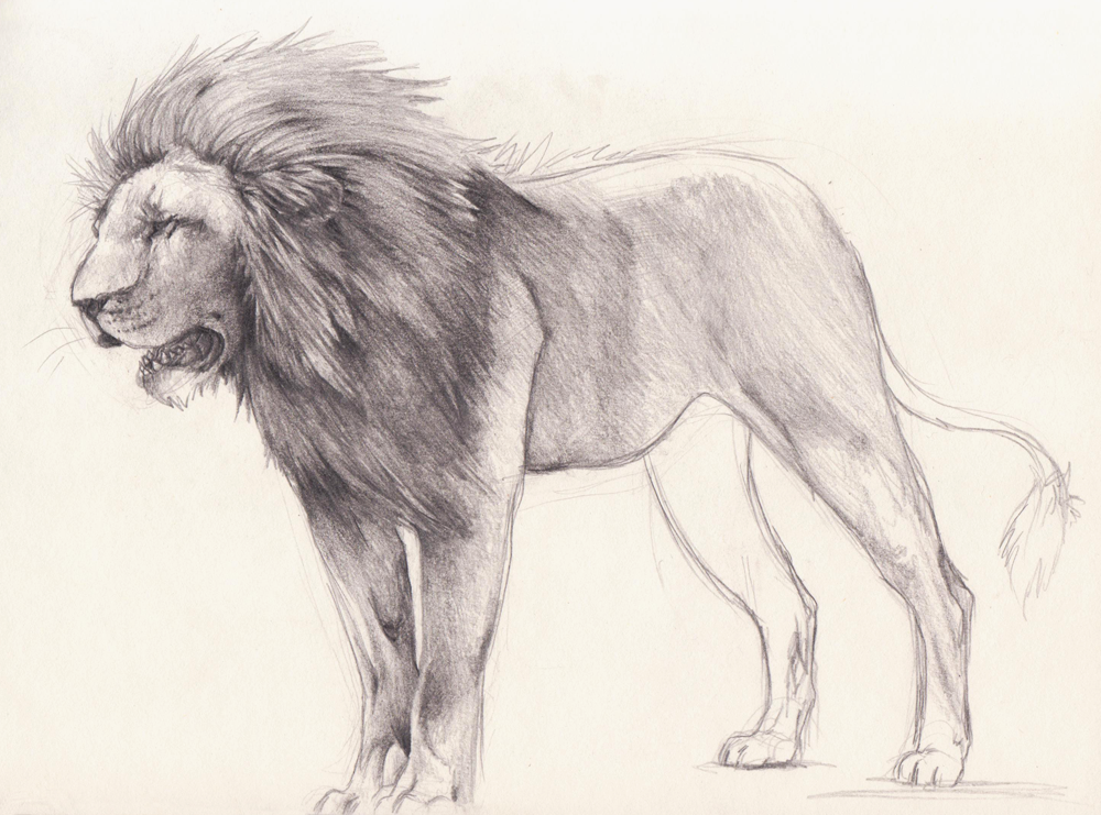 1000x741 Lion Sketch By Xmits