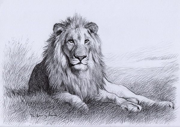 600x424 Resting Lion 10 Cool Lion Drawings For Inspiration, Httphative