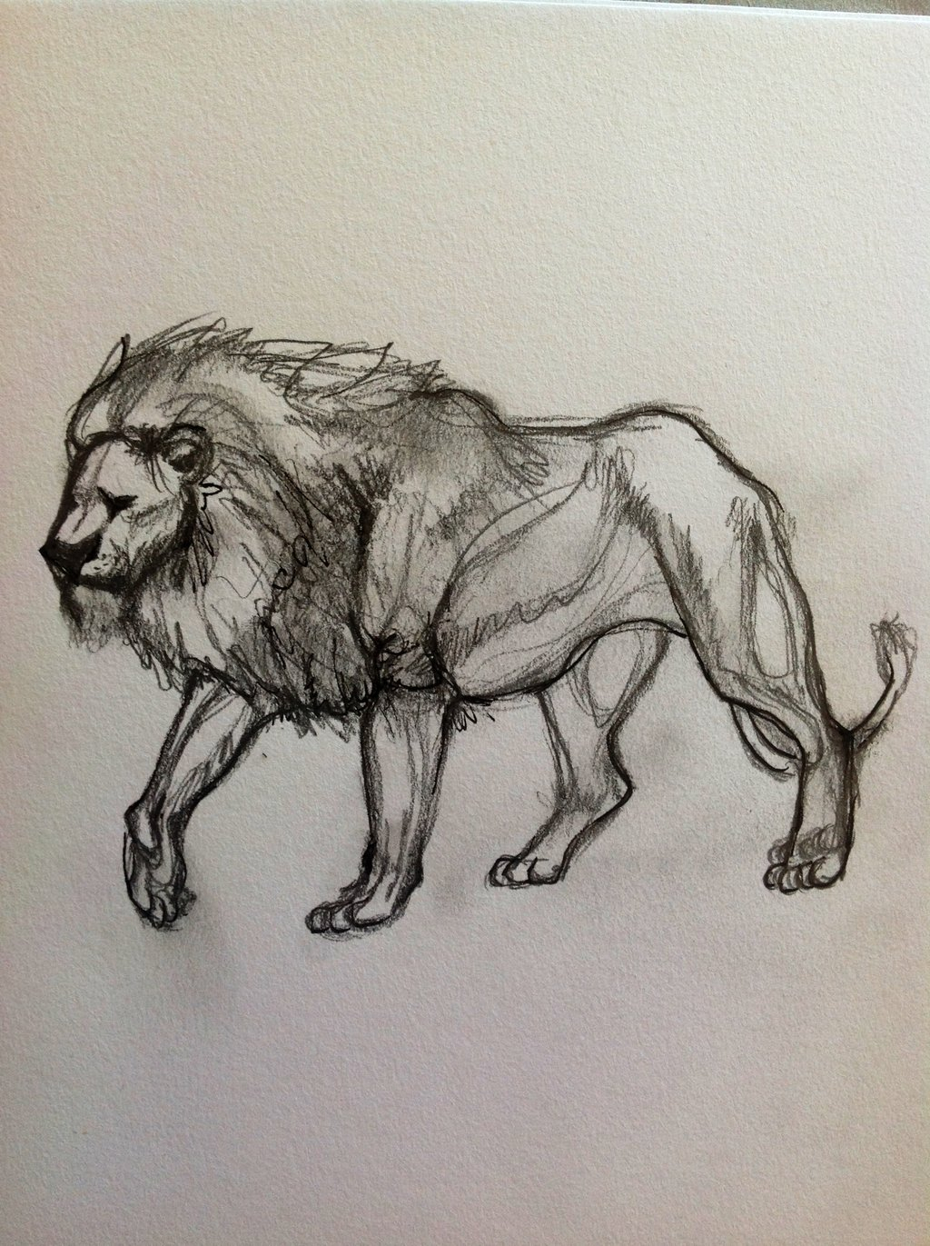 1024x1371 Sketch Drawing Of Lion Lion Sketch 1reecekikluvloot