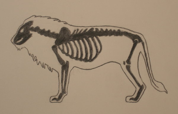 600x383 Lion Anatomy Study By Gregfox