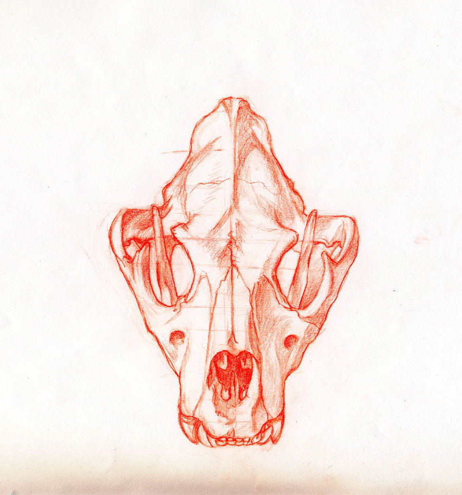 900x964 Lion Skull