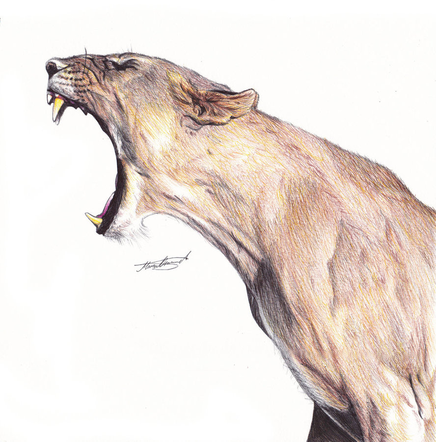888x900 Serbian Lioness Pen Drawing By Demoose21