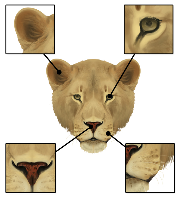 600x659 How To Draw Animals Big Cats, Their Anatomy And Patterns