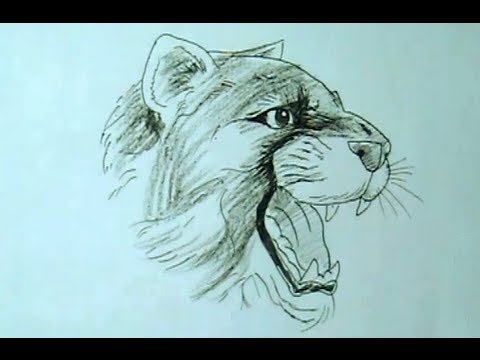 480x360 How To Draw A Roaring Lioness Yzarts Yzarts