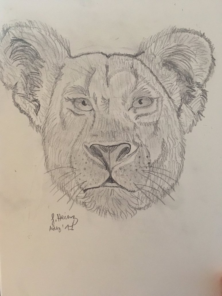 774x1032 Lioness Head Drawing By Fire Sanyu