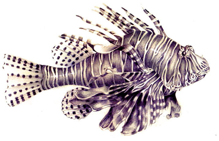 716x463 Lion Fish By Aurory