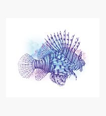 210x230 Lionfish Drawing Photographic Prints Redbubble