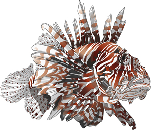 300x258 Lionfish
