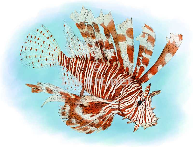 800x607 Red Lionfish Stock Art Illustration