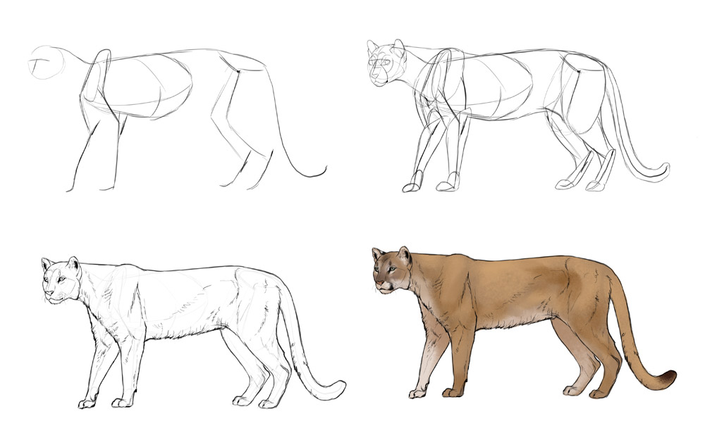 1000x618 How To Draw Big Cats Lions, Tigers, Cheetahs, And Much More