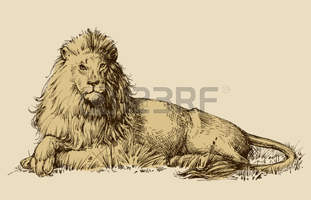 450x290 Lion Drawing Stock Photos. Royalty Free Business Images